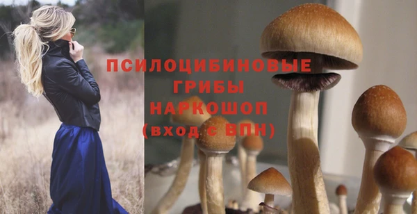 стаф Аркадак